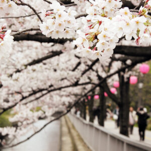 ’09 桜