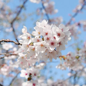 ’11 桜