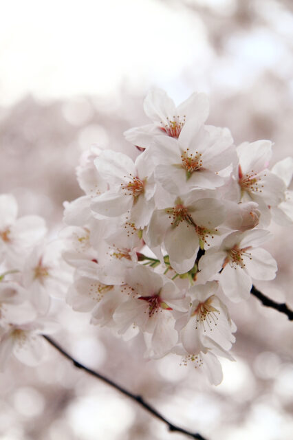 ’12 桜