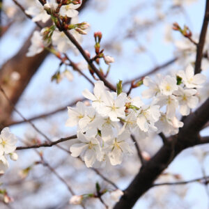 ’13 桜