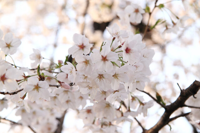’14 桜