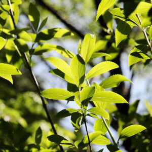 Canon EOS 40D［ 2014-05-11 08:41:40］　f/5.6　1/1250sec　ISO-400　85mm　Horizontal (normal)