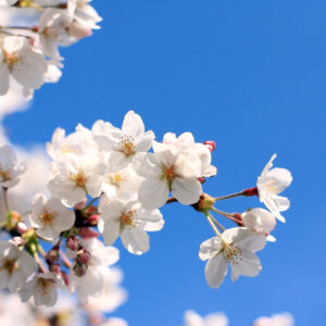 ’15 桜