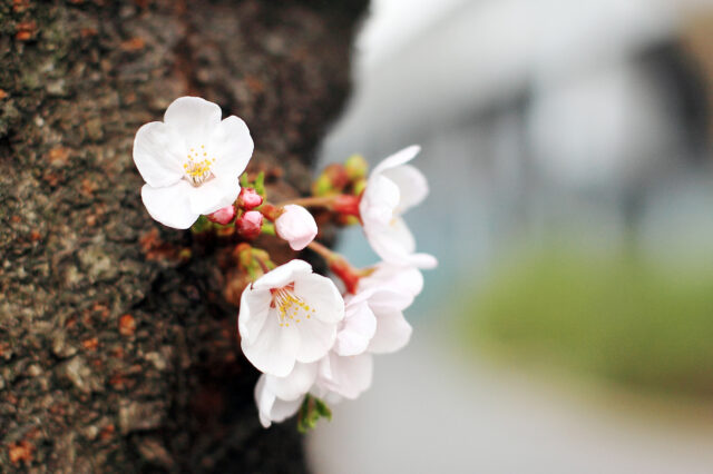 ’16 桜