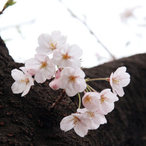 ’17 桜