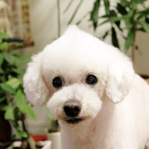 Canon EOS 40D［ 2017-05-23 18:17:45］　f/5.6　1/30sec　ISO-800　56mm　Horizontal (normal)