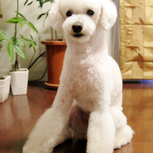 Canon EOS 40D［ 2017-05-23 18:19:02］　f/5　1/40sec　ISO-800　35mm　Horizontal (normal)