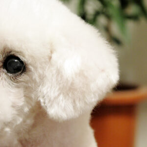 Canon EOS 40D［ 2017-05-23 18:19:51］　f/5.6　1/40sec　ISO-800　85mm　Horizontal (normal)