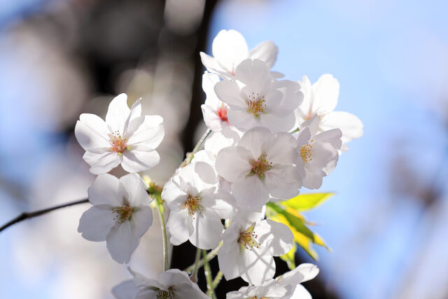 ’19 桜