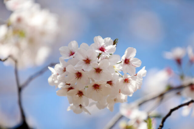 ’21 桜