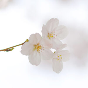 ’22 桜
