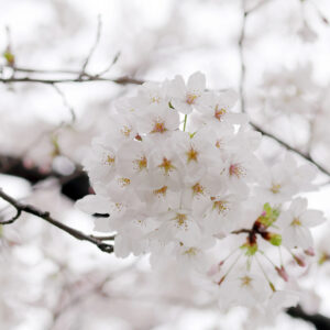 ’24 桜