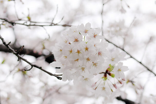 ’24 桜