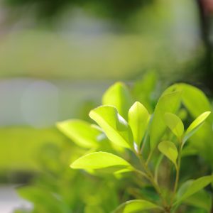 Canon EOS 5D Mark IV［ 2025-05-20 12:30:46］Horita Kiyonobu　f/1.2　1/2500sec　ISO-50　85mm　ノーマル