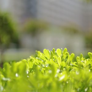 Canon EOS 5D Mark IV［ 2025-05-20 12:32:05］Horita Kiyonobu　f/1.2　1/4000sec　ISO-50　85mm　ノーマル