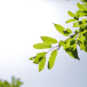 Canon EOS 5D Mark IV［ 2025-05-20 12:35:00］Horita Kiyonobu　f/1.2　1/8000sec　ISO-50　85mm　ノーマル