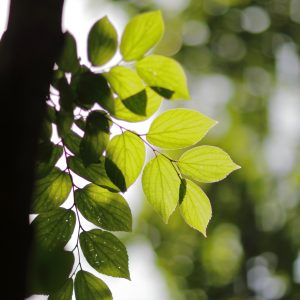 Canon EOS 5D Mark IV［ 2025-05-20 12:36:32］Horita Kiyonobu　f/1.2　1/4000sec　ISO-50　85mm　ノーマル