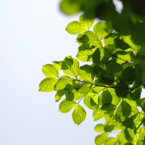 Canon EOS 5D Mark IV［ 2025-05-20 12:36:55］Horita Kiyonobu　f/1.2　1/8000sec　ISO-50　85mm　ノーマル