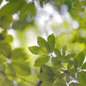 Canon EOS 5D Mark IV［ 2025-05-20 12:38:44］Horita Kiyonobu　f/1.2　1/1250sec　ISO-50　85mm　ノーマル