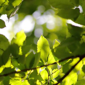 Canon EOS 5D Mark IV［ 2025-05-20 12:40:09］Horita Kiyonobu　f/1.2　1/5000sec　ISO-200　85mm　ノーマル