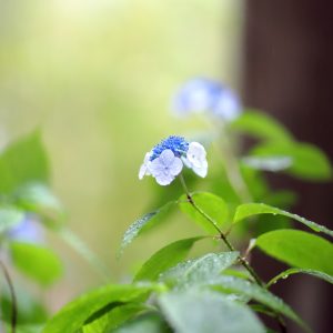 Canon EOS 5D Mark IV［ 2025-06-03 18:12:01］Horita Kiyonobu　f/1.4　1/200sec　ISO-1000　85mm　ノーマル