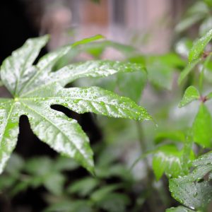 Canon EOS 5D Mark IV［ 2025-06-03 18:13:08］Horita Kiyonobu　f/1.4　1/200sec　ISO-1600　85mm　ノーマル