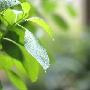 Canon EOS 5D Mark IV［ 2025-06-03 18:14:45］Horita Kiyonobu　f/1.8　1/500sec　ISO-5000　85mm　ノーマル