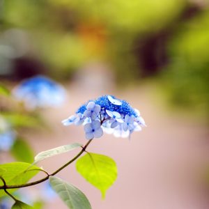 Canon EOS 5D Mark IV［ 2025-06-04 18:21:47］Horita Kiyonobu　f/1.8　1/125sec　ISO-200　85mm　ノーマル