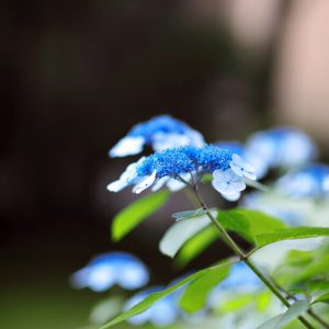 Canon EOS 5D Mark IV［ 2025-06-04 18:23:12］Horita Kiyonobu　f/1.8　1/100sec　ISO-400　85mm　ノーマル