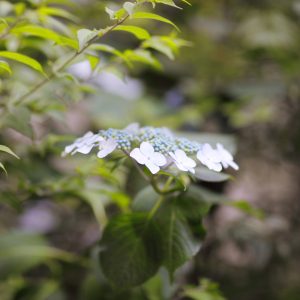 Canon EOS 5D Mark IV［ 2025-06-04 18:23:43］Horita Kiyonobu　f/1.8　1/200sec　ISO-400　85mm　ノーマル