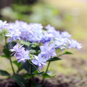 Canon EOS 5D Mark IV［ 2025-06-04 18:24:19］Horita Kiyonobu　f/1.8　1/125sec　ISO-400　85mm　ノーマル