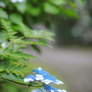 Canon EOS 5D Mark IV［ 2025-06-04 18:25:07］Horita Kiyonobu　f/1.8　1/160sec　ISO-400　85mm　ノーマル