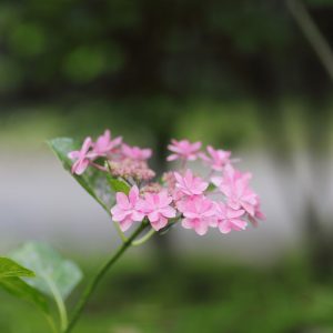 Canon EOS 5D Mark IV［ 2025-06-04 18:26:31］Horita Kiyonobu　f/1.8　1/160sec　ISO-640　85mm　ノーマル