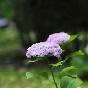 Canon EOS 5D Mark IV［ 2025-06-04 18:28:39］Horita Kiyonobu　f/2.8　1/200sec　ISO-800　85mm　ノーマル