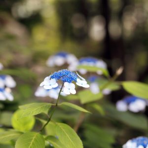 Canon EOS 5D Mark IV［ 2025-06-04 18:32:24］Horita Kiyonobu　f/2.8　1/60sec　ISO-500　85mm　ノーマル