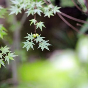 Canon EOS 5D Mark IV［ 2025-06-04 18:35:06］Horita Kiyonobu　f/1.8　1/100sec　ISO-5000　85mm　ノーマル