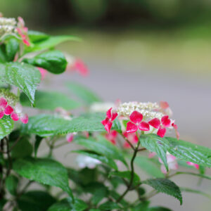 Canon EOS 5D Mark IV［ 2025-06-10 17:28:08］Horita Kiyonobu　f/2　1/20sec　ISO-50　85mm　ノーマル