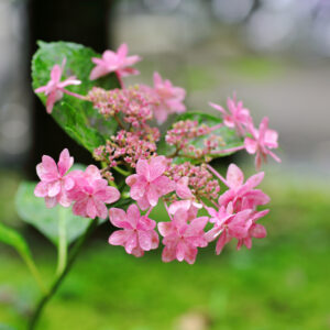 Canon EOS 5D Mark IV［ 2025-06-10 17:29:55］Horita Kiyonobu　f/2.8　1/4sec　ISO-50　85mm　ノーマル