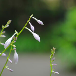 Canon EOS 5D Mark IV［ 2025-06-10 17:31:47］Horita Kiyonobu　f/1.8　1/30sec　ISO-50　85mm　ノーマル