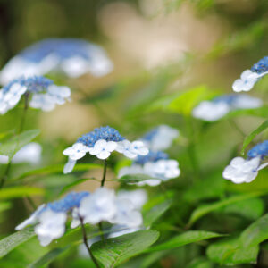 Canon EOS 5D Mark IV［ 2025-06-10 17:34:50］Horita Kiyonobu　f/1.8　1/13sec　ISO-50　85mm　ノーマル