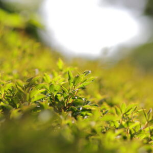 Canon EOS 5D Mark IV［ 2025-06-30 15:08:35］Horita Kiyonobu　f/2　1/1000sec　ISO-50　85mm　ノーマル