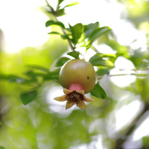 Canon EOS 5D Mark IV［ 2025-06-30 15:13:46］Horita Kiyonobu　f/2　1/125sec　ISO-50　85mm　ノーマル