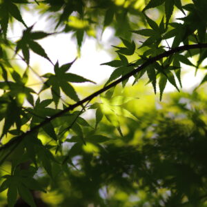 Canon EOS 5D Mark IV［ 2025-06-30 15:16:16］Horita Kiyonobu　f/2　1/400sec　ISO-50　85mm　ノーマル