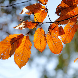 Canon EOS 5D Mark IV［ 2025-11-19 05:53:00］Horita Kiyonobu　f/2.8　1/640sec　ISO-100　70mm　ノーマル