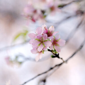 Canon EOS 5D Mark IV［ 2025-11-19 05:56:34］Horita Kiyonobu　f/2.8　1/320sec　ISO-100　70mm　ノーマル