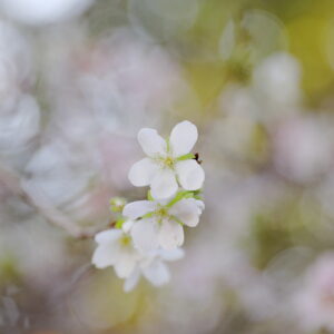 Canon EOS 5D Mark IV［ 2025-11-19 14:57:20］Horita Kiyonobu　f/2.8　1/125sec　ISO-100　70mm　ノーマル