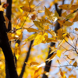 Canon EOS 5D Mark IV［ 2025-11-19 06:00:06］Horita Kiyonobu　f/2.8　1/640sec　ISO-100　70mm　ノーマル