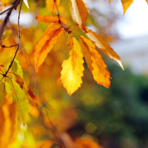 Canon EOS 5D Mark IV［ 2025-11-19 06:01:21］Horita Kiyonobu　f/2.8　1/400sec　ISO-100　70mm　ノーマル