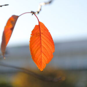 Canon EOS 5D Mark IV［ 2025-11-19 15:02:24］Horita Kiyonobu　f/2.8　1/1250sec　ISO-100　70mm　ノーマル