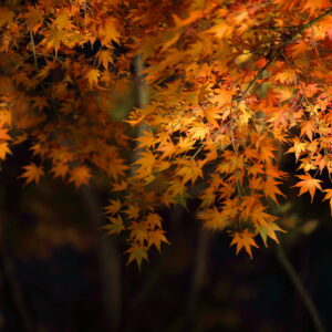 Canon EOS 5D Mark IV［ 2025-11-28 20:36:05］Horita Kiyonobu　f/2.8　1/4sec　ISO-250　200mm　ノーマル